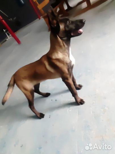 Бельгийский Малинуа