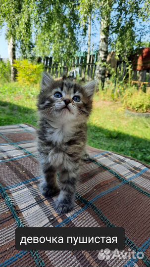 Котята в добрые руки бесплатно