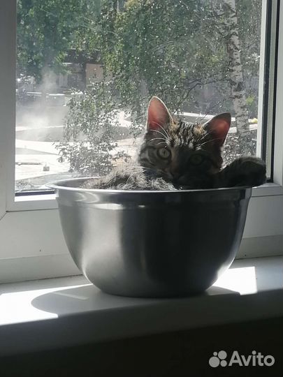 Котик шкодик