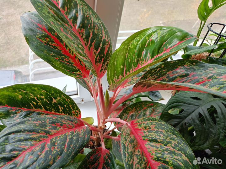 Аглаонема Чили ред