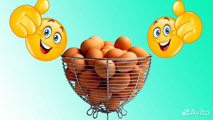 Яйца инкубационные породистых кур