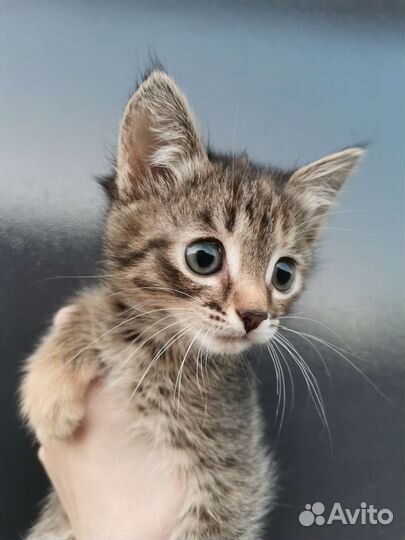 Полосатый котёнок, девочка, в добрые руки