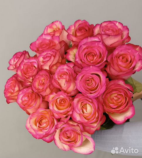 Розы, роза 50 см