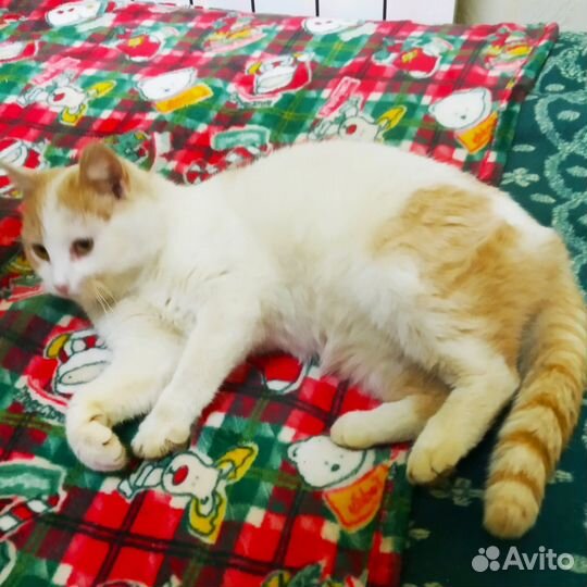 Кошечка в добрые руки