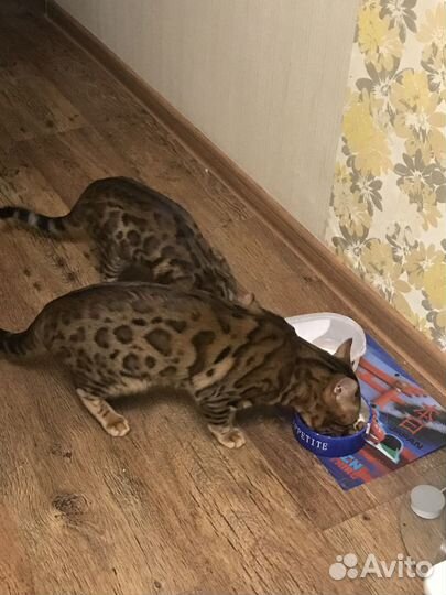 Бенгальский кот вязка