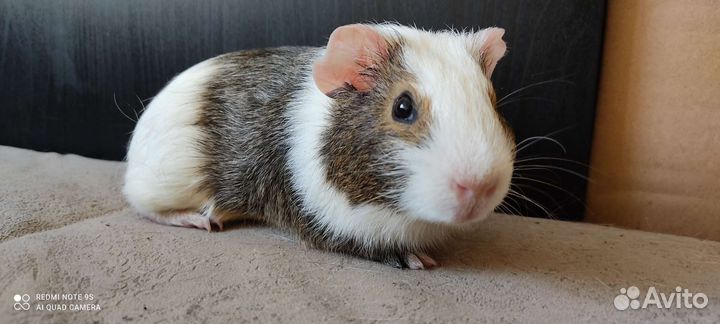 Морские свинки - лучшие питомцы