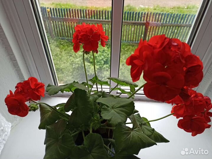 Пеларгония герань. Лечебная