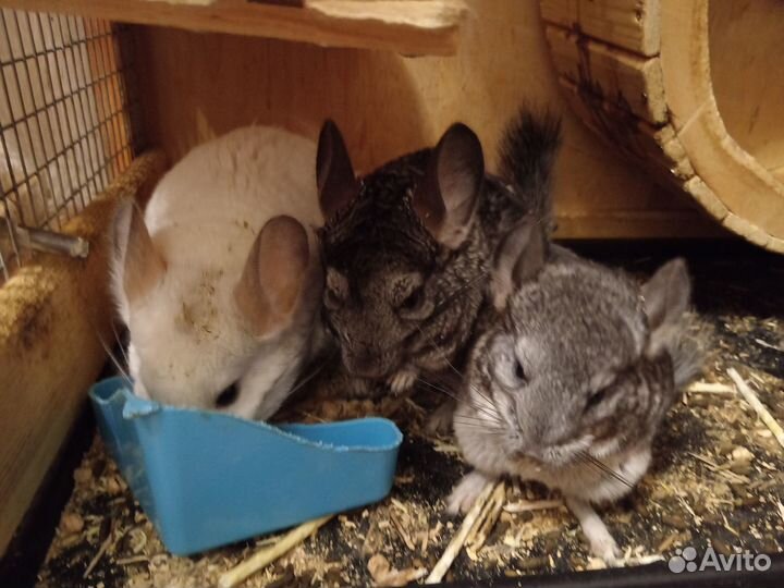 Шиншилла. Девочка. Торг