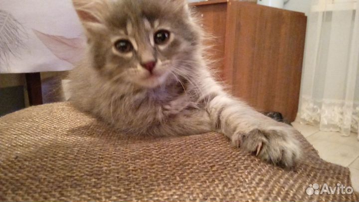 Котëнок в дар
