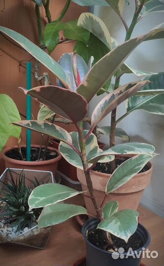 Фикус Руби и Гибискус