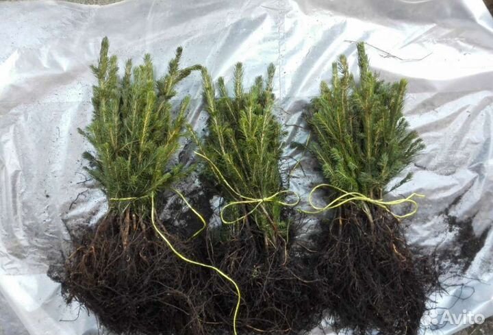 Ель сеянцы окс посадочный материал
