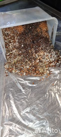 Монстера дубия, карвинского, пинатипартитта и тд