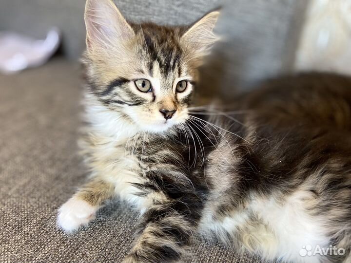 Котята мейн-кун помесь