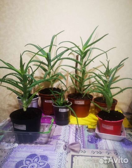 Алоэ столетник каланхоэ