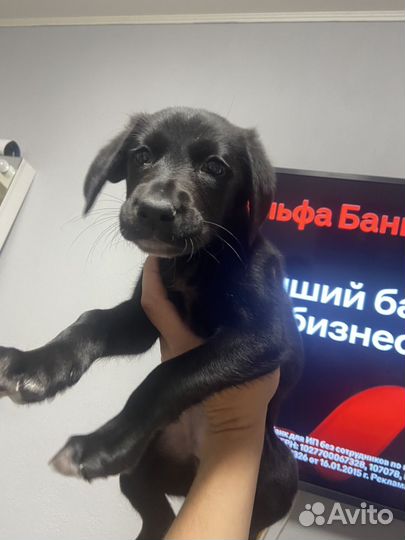 Щенок лабрадора 1.5 месяца
