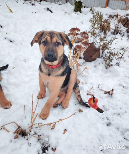 Супер Герда в поисках дома