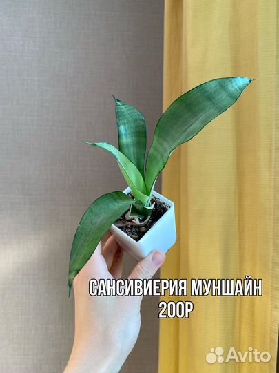 Алоказия, санса, сциндапсус