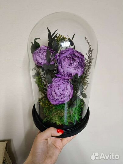 Живые сиреневые пионы в колбе, от