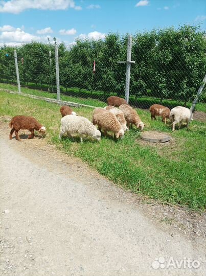 Овцы бараны ягнята