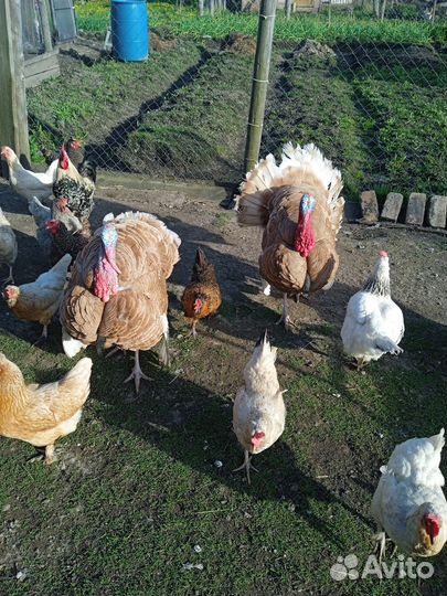 Индюки на племя