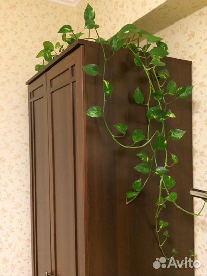 Цветы Сциндапсус