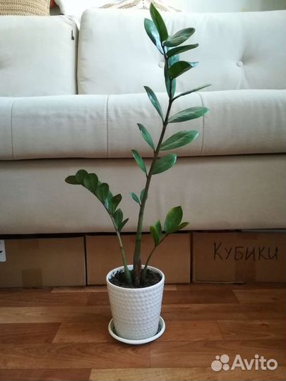 Замиокулькас