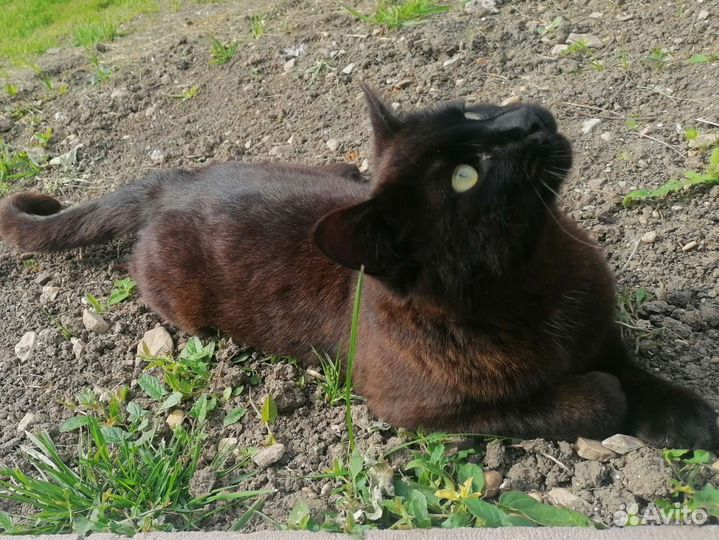 Черный котяра