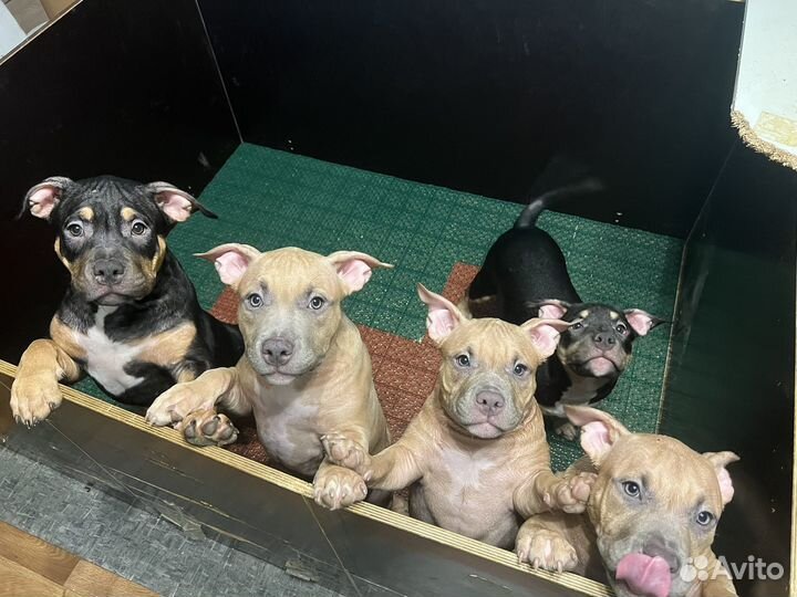 Американский булли классик