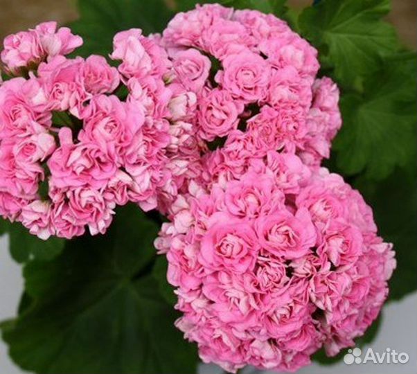 Пеларгония