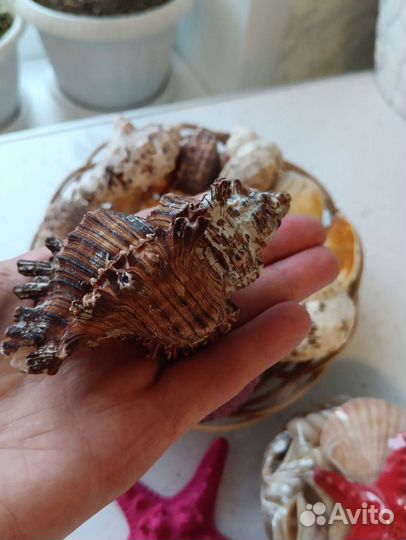 Морские ракушки