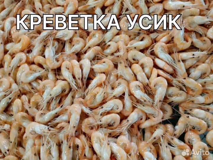 Креветки в азовском море. Креветка Усик Черноморский. Азовская креветка. Азовская креветка фото.