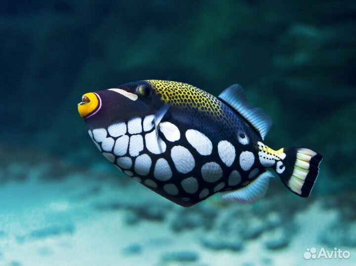 Рыбка Спинорог Крупнопятнистый