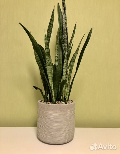 Сансевиерия в кашпо idealist
