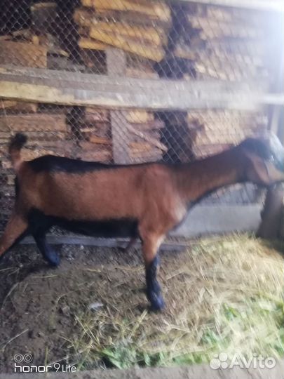 Козочки и козлики