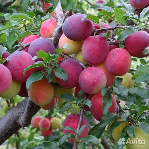 Алыча Кубанская комета