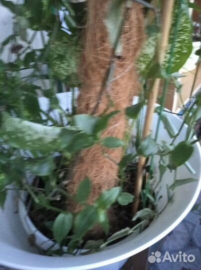 Комнатные домашние растения