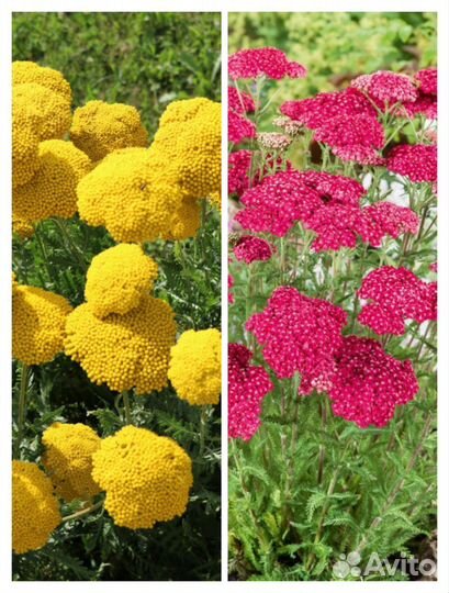 Многолетник Тысячелистник Красный, жёлтый