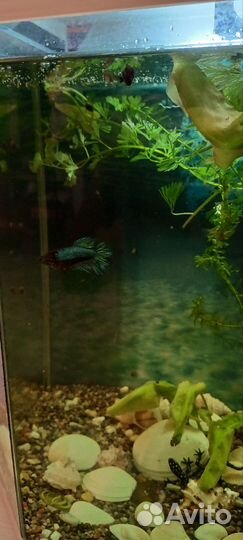 Аквариумные рыбки