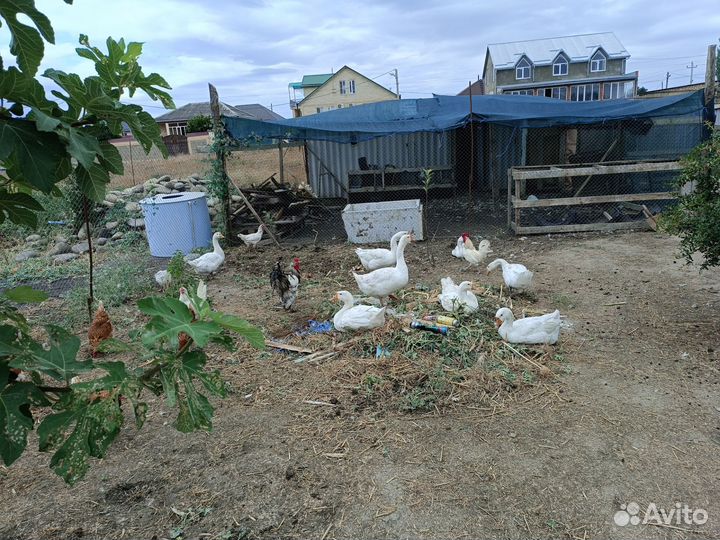 Гусьи породы Линда