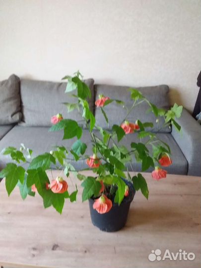 Абутилон мармелад