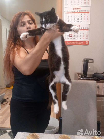 Кот в дар бесплатно