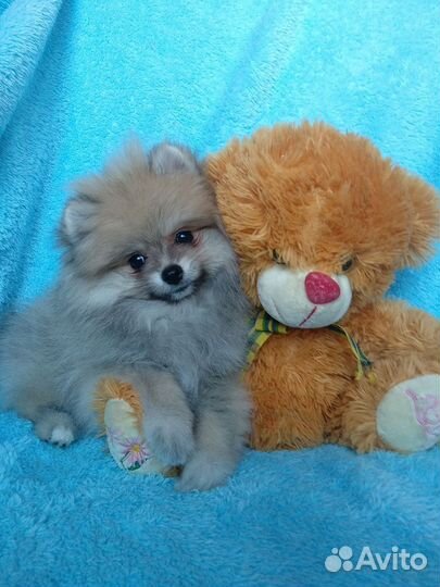 Девочка милейший шпиц