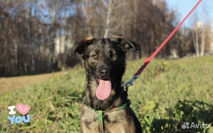 Небольшого размера собака в добрые руки