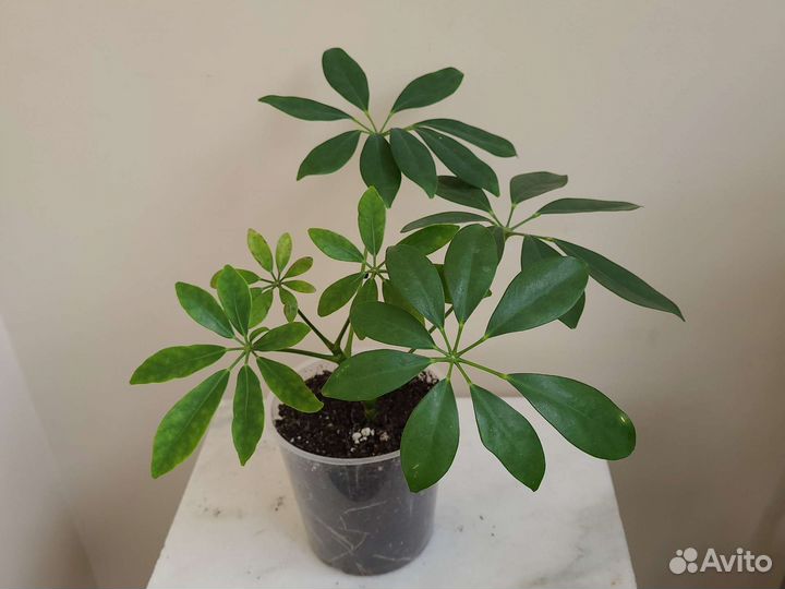 Переския и шефлера