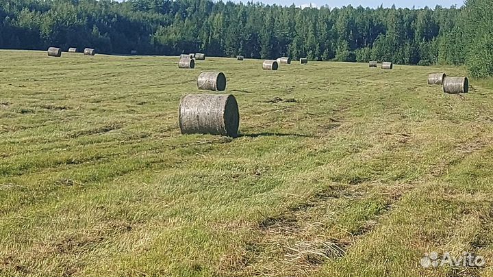 Продам сено