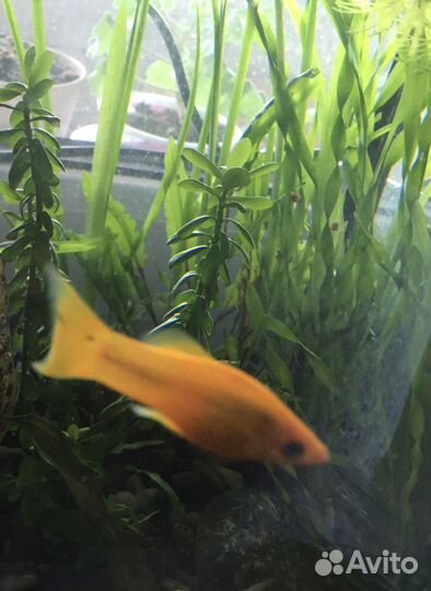 Моллинезия