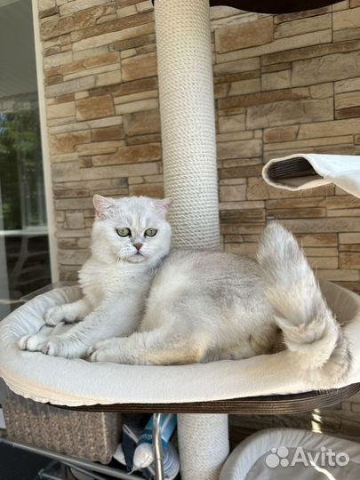 Шотландские шиншилловые девочки