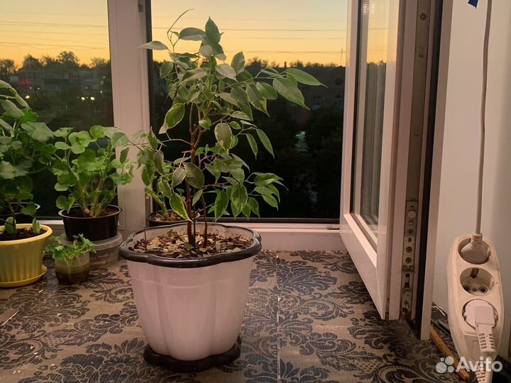 Фикус бенжамина