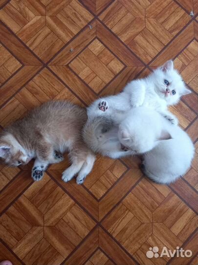 Шотландская кошка