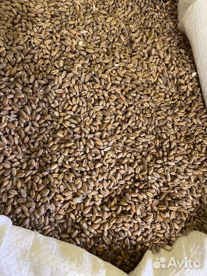 Пшеница, ячмень, овес, комбикорм, кукуруза